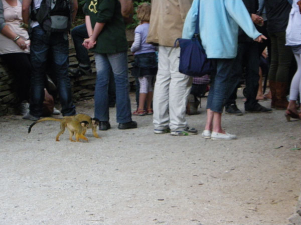 Apenheul Primate Park