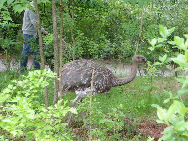 Apenheul Primate Park