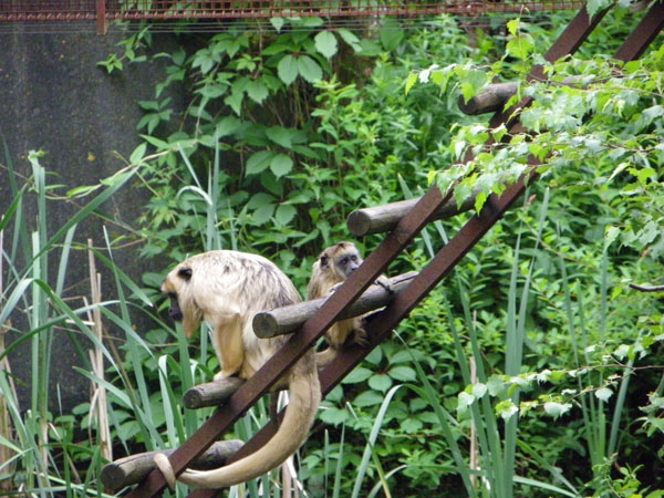 Apenheul Primate Park