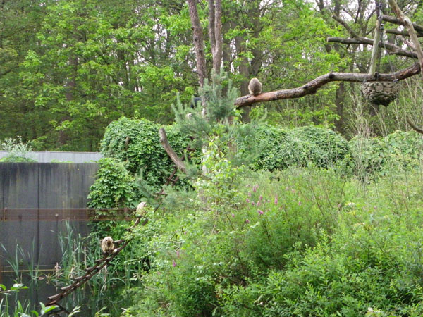 Apenheul Primate Park