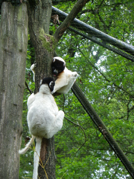 Apenheul Primate Park