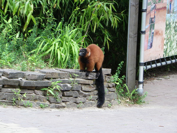 Apenheul Primate Park