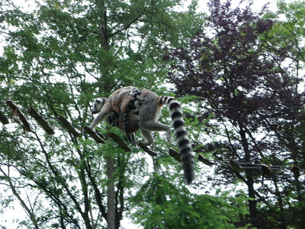 Apenheul Primate Park