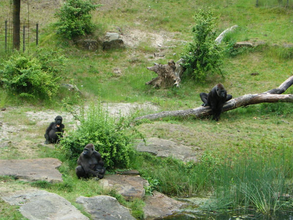 Apenheul Primate Park