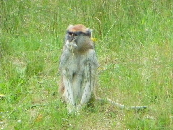 Apenheul Primate Park