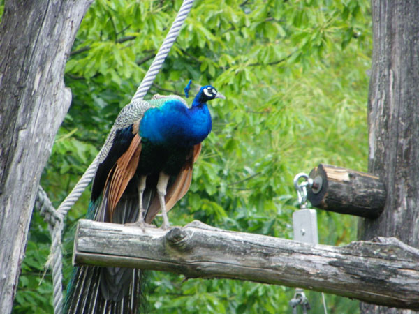 Apenheul Primate Park