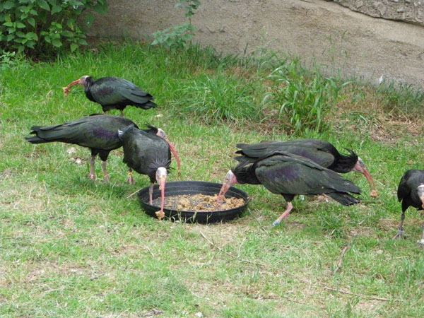 Apenheul Primate Park
