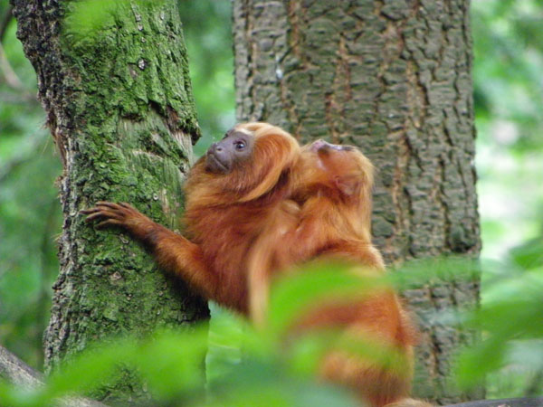 Apenheul Primate Park