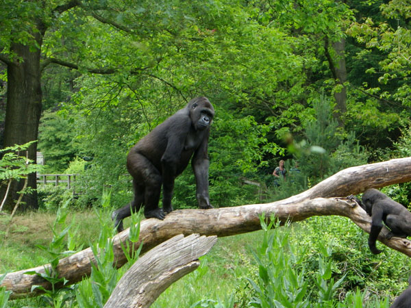 Apenheul Primate Park