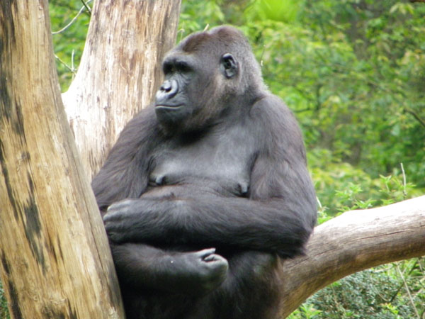 Apenheul Primate Park