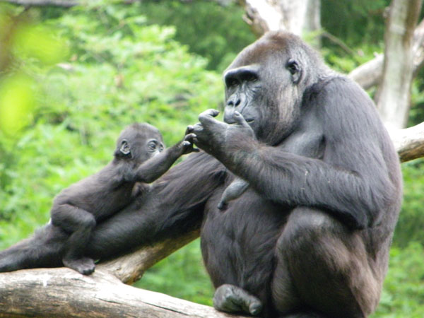 Apenheul Primate Park