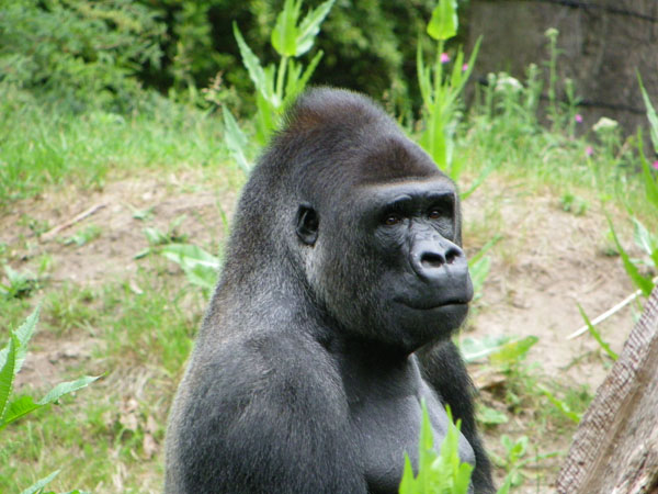 Apenheul Primate Park