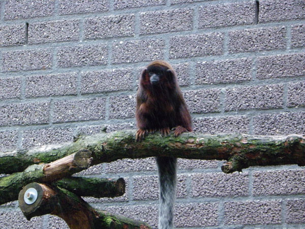 Apenheul Primate Park